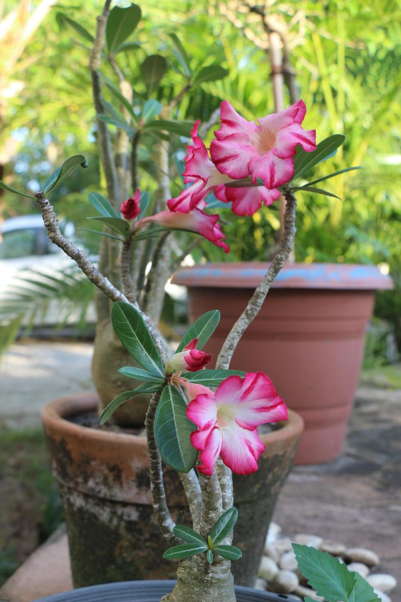 Casa Aroeira 招待所 *